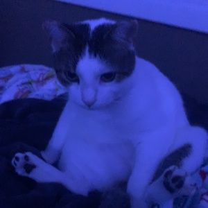 lulu lemon align leggings